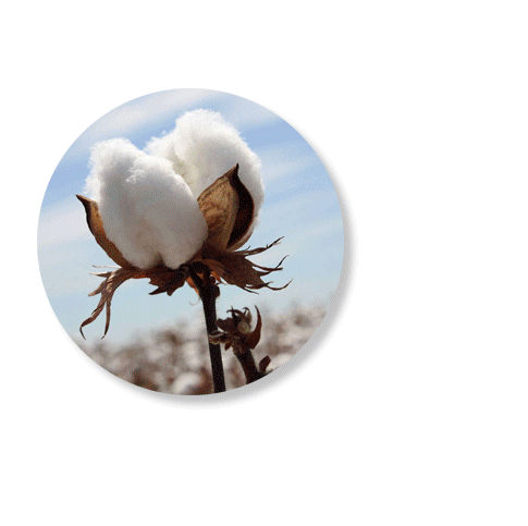 HIGHLIGHTS: Recent Publications in the Field of Natural Polymers