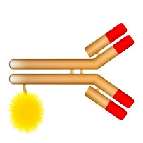 AN5005: Characterization and Formulation Screening of mAb and Antibody-Drug Conjugates (ADCs) by High-throughput DLS