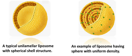 Conformation of Liposomes