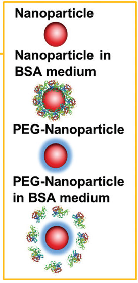 nanoparticle protein interaction and stability