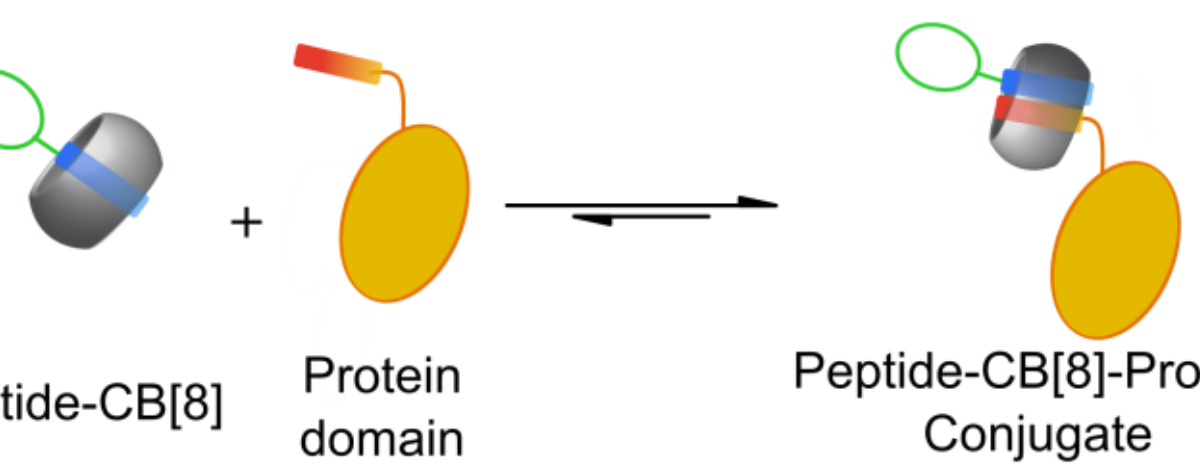 Protein-Peptide Complexes