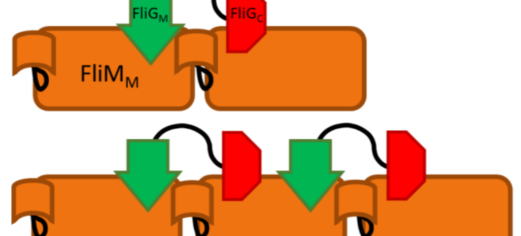Bacterial Flagellar