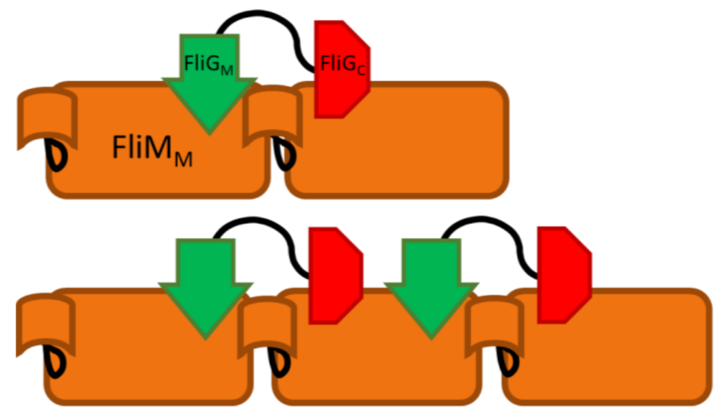 AN3005: Evaluation binding of individual and combined domains in the bacterial flagellar motor complex by CG-MALS
