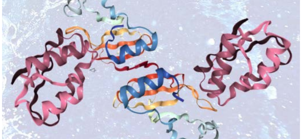 Fusion-protein Complexes