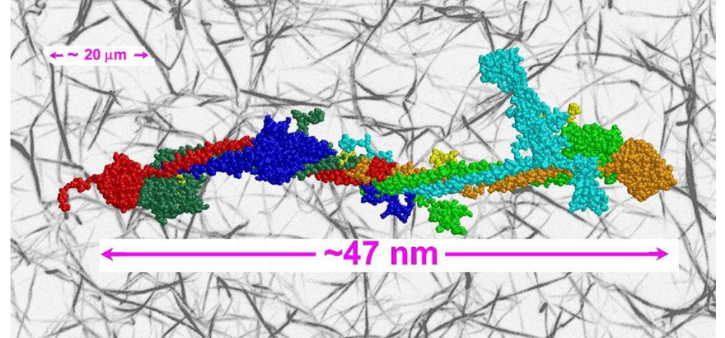 Fibrin Network