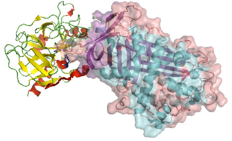 Kinetics of Covalent Thrombin-Antithrombin Association
