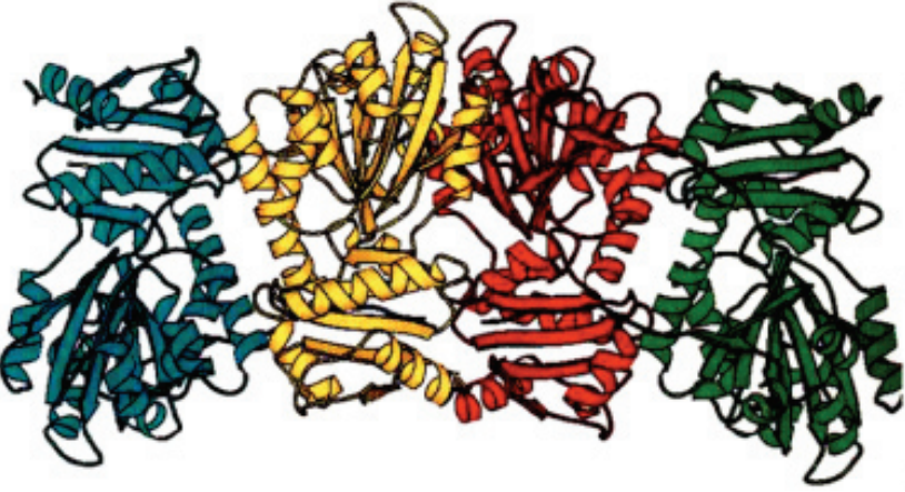 Calsequestrin, a Calcium Storage Protein