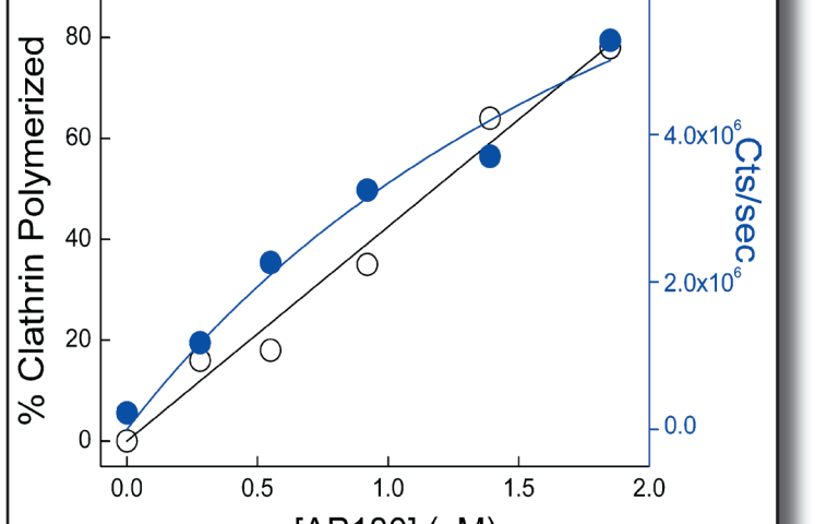 Clathrin Polymerized