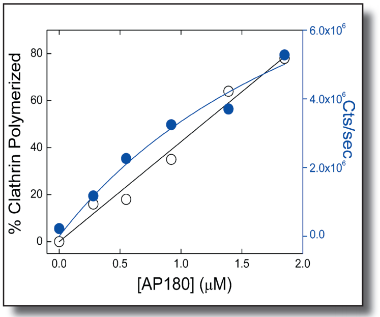 Clathrin Polymerized