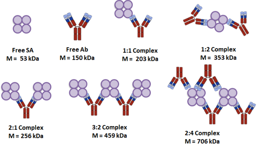 Multivalent Binding