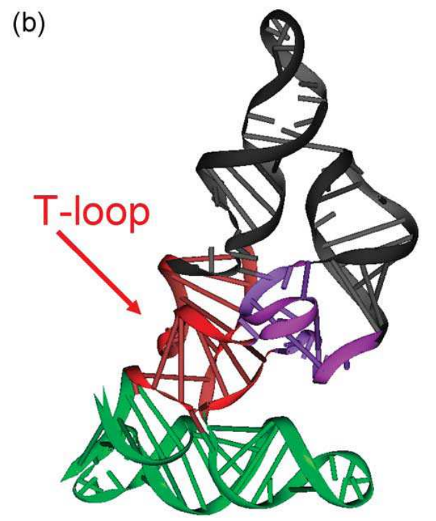 RNA Folding