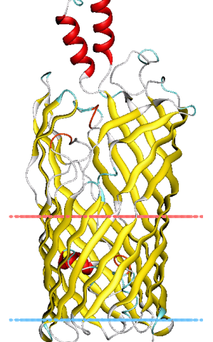 Transport Protein