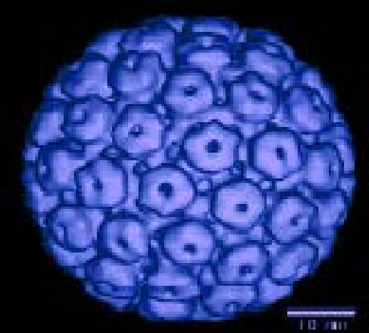 Virus-Like Particles