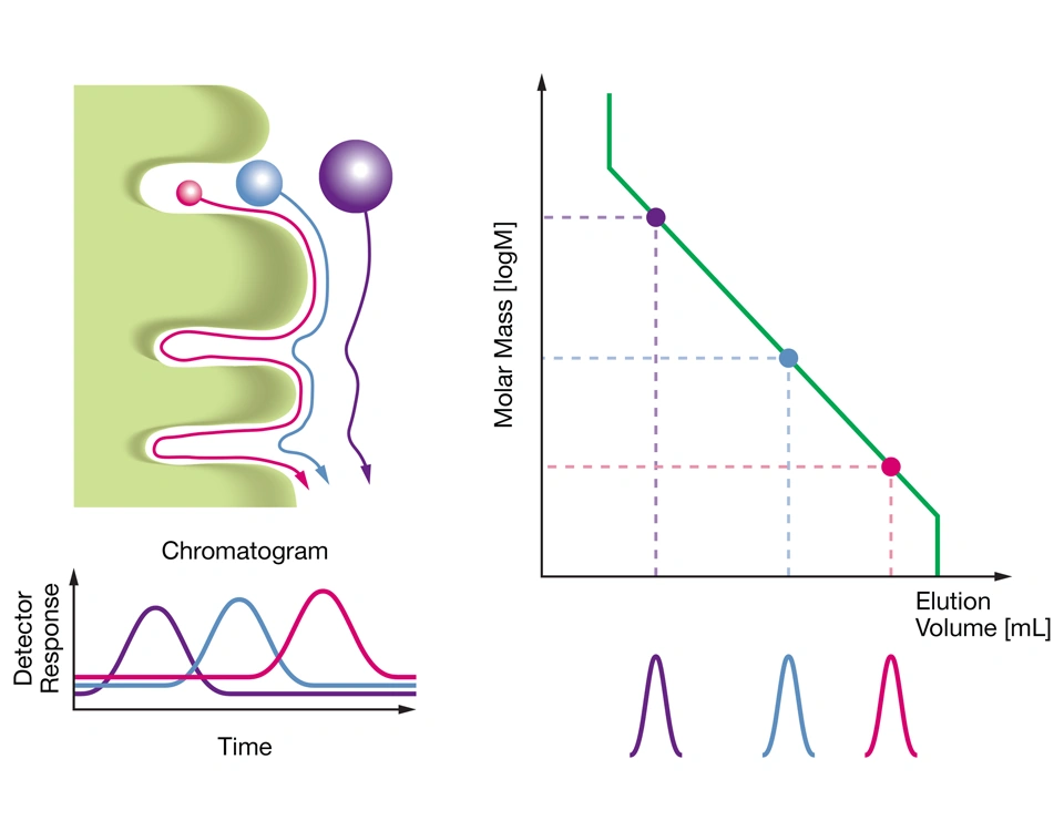 Größenausschlusschromatographie – Einführung in die Stofftrennung nach Molekülgröße